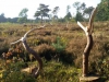 Dansende dennen, grove dennentakken, 2016